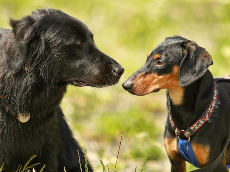 Deux chiens se font face