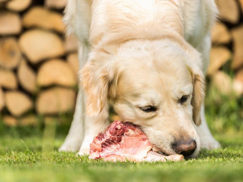 Il cane mangia carne fresca