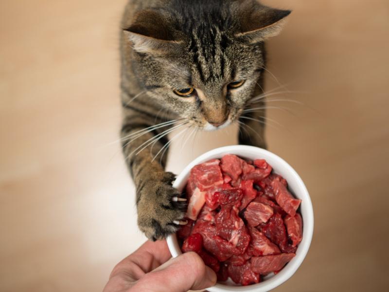 Gatto con ciotola piena di carne fresca