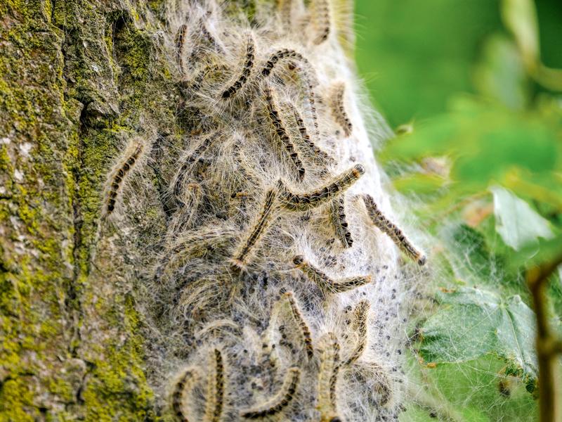 Processionaria della quercia su un tronco di quercia